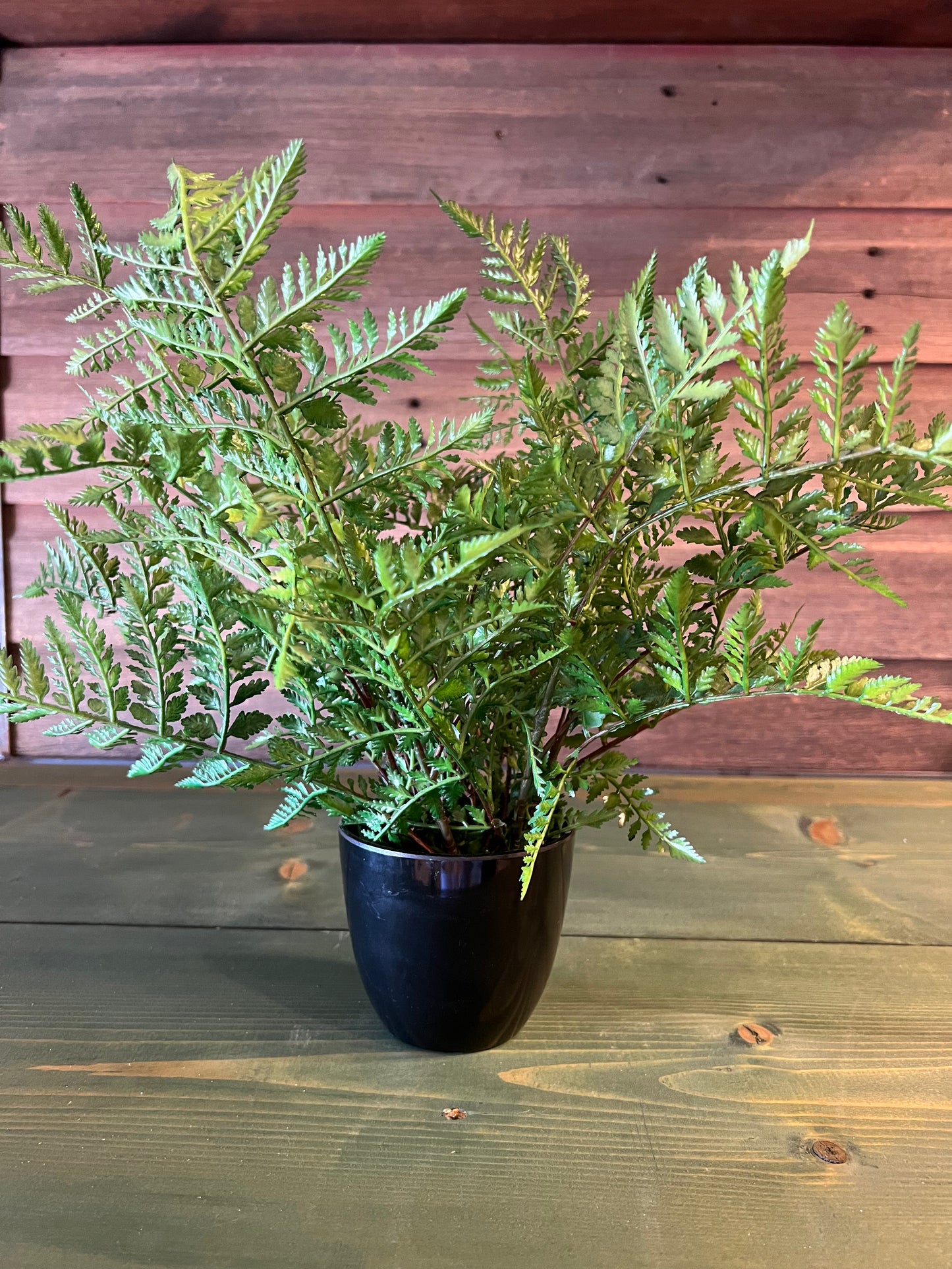 Potted Fern In Black Pot