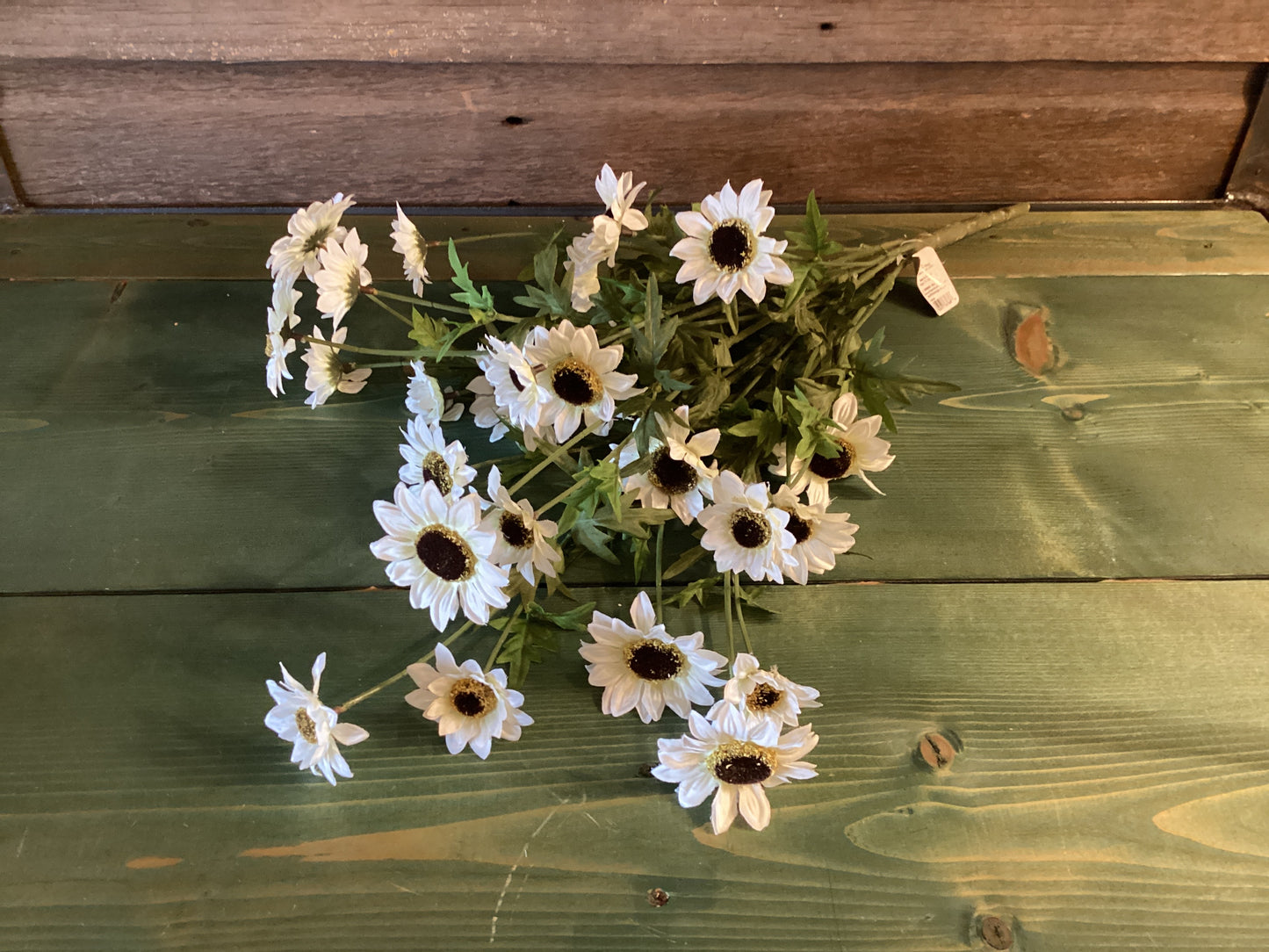 Black Eyed Susan (white)