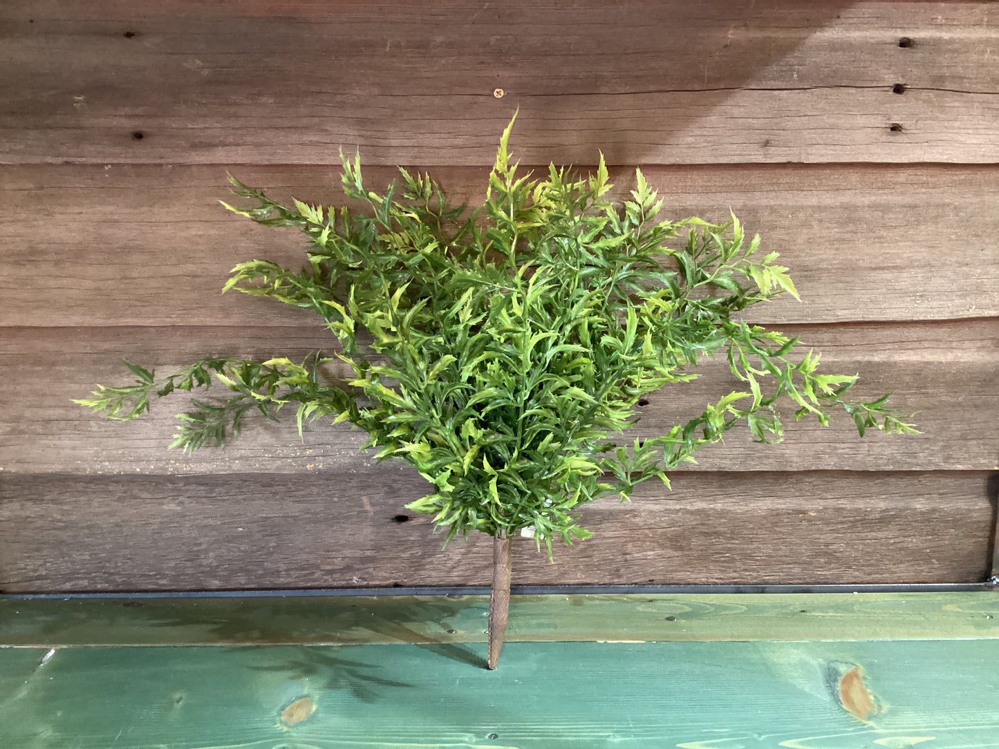 Sullivans Mixed Fern Bush