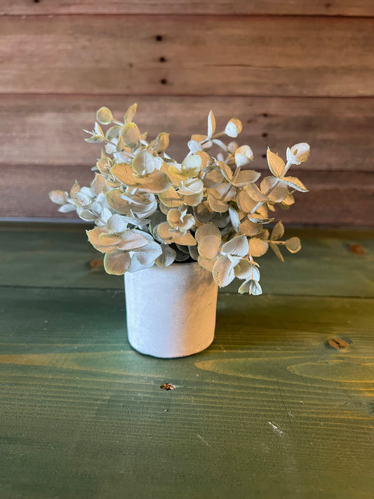 Eucalyptus Plant in White Pot