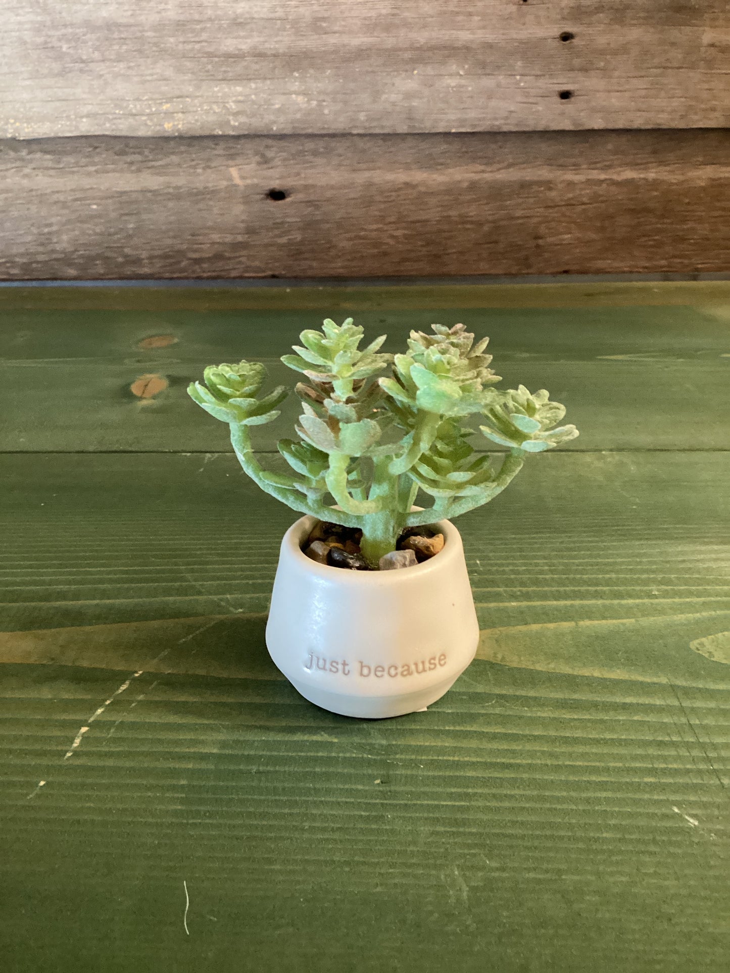 Mini Succulent Loved Just Because