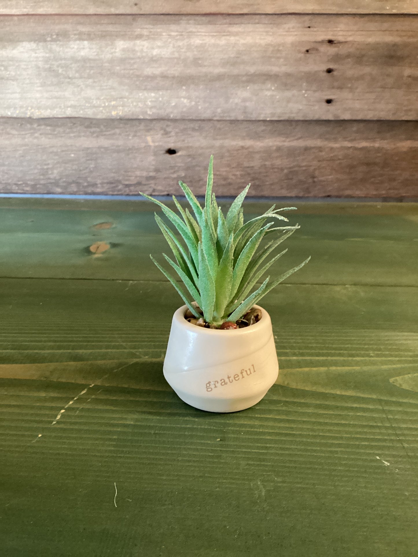 Mini Succulent Just Because Grateful