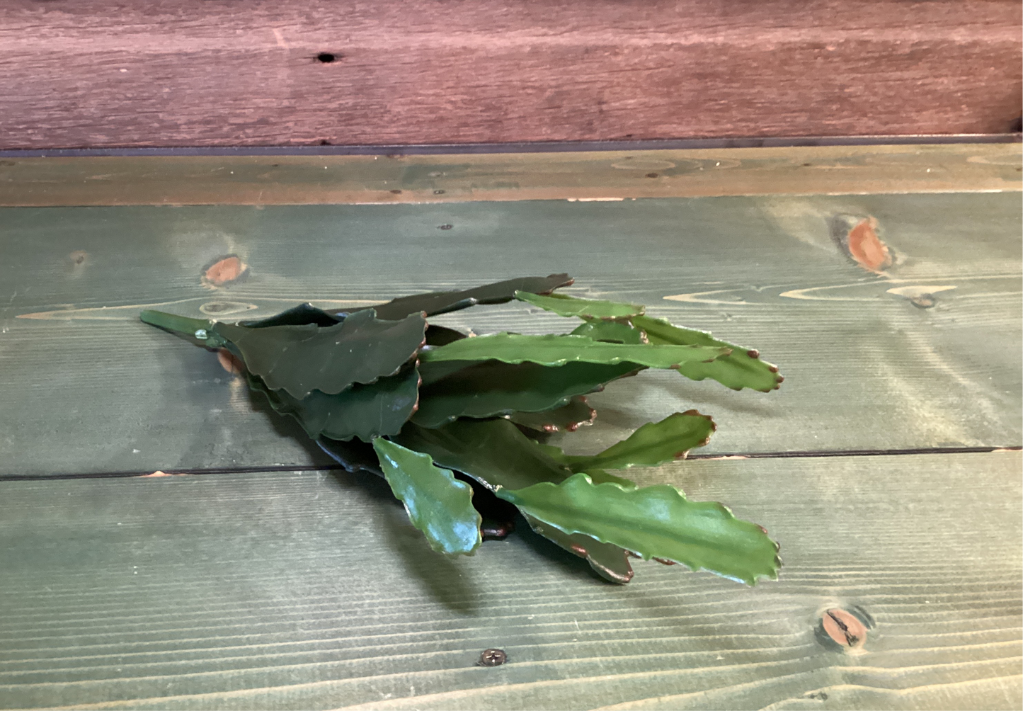 UV Resistant Epiphyllum Bush