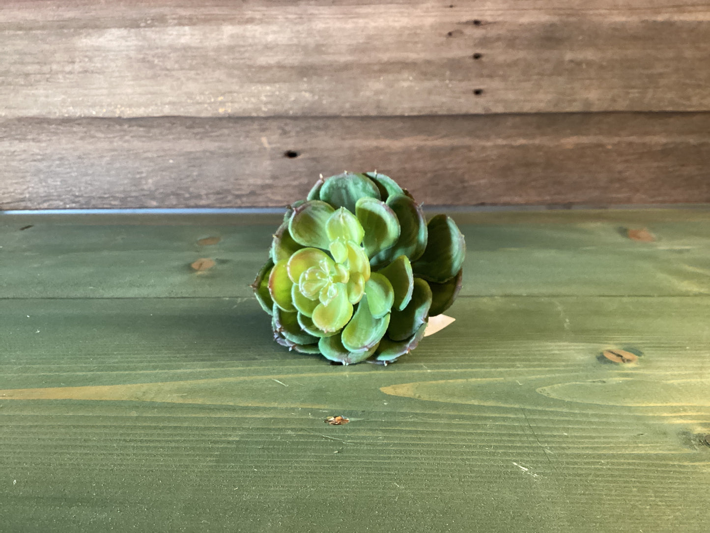 Green Prince Succulent