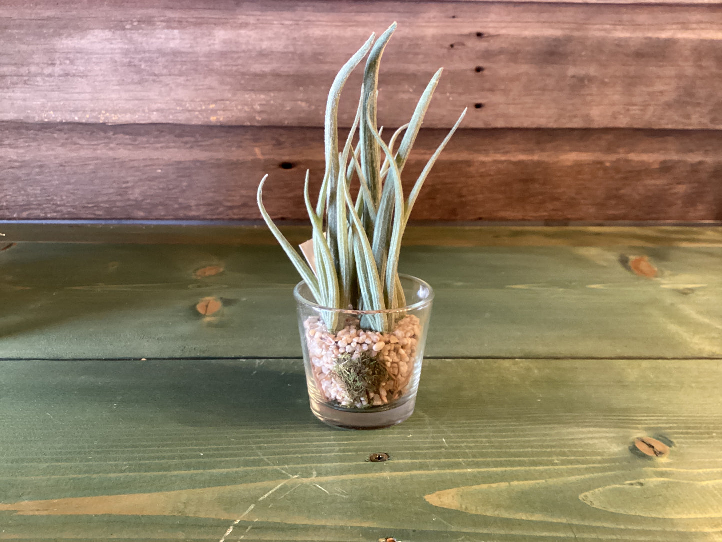 Succulent (Artificial) in Glass