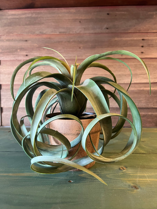 Potted Air Plant