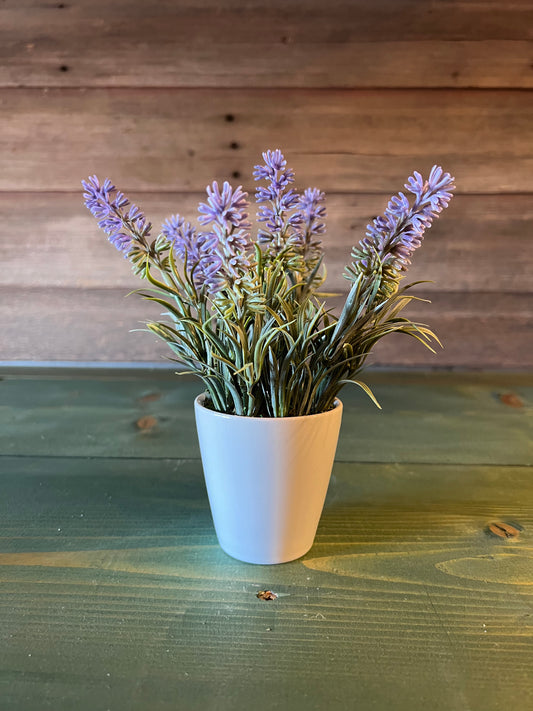 Purple Lavender in White Pot