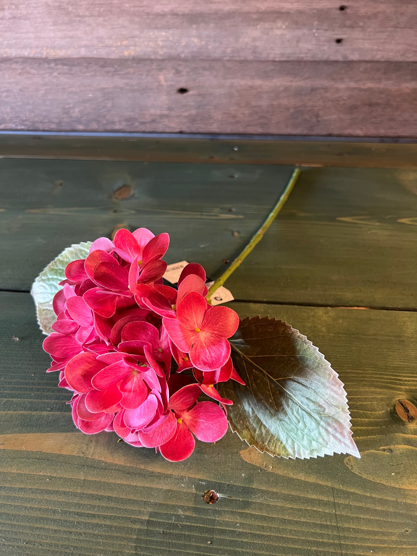 Faded Red Hydrangea