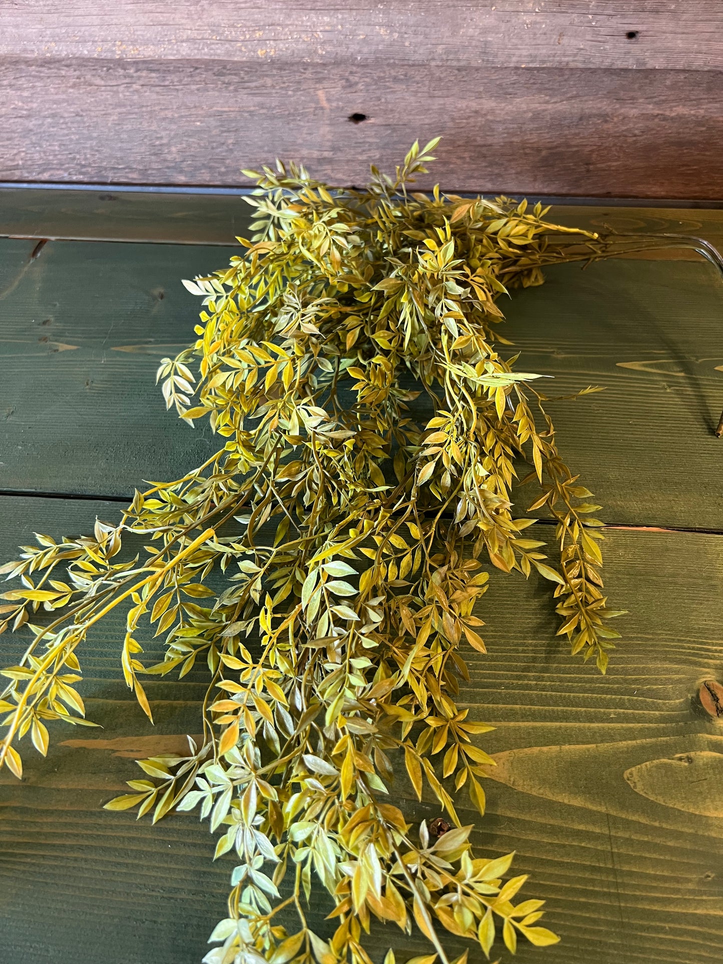 Sullivans Wisteria Bush Vine Variegated