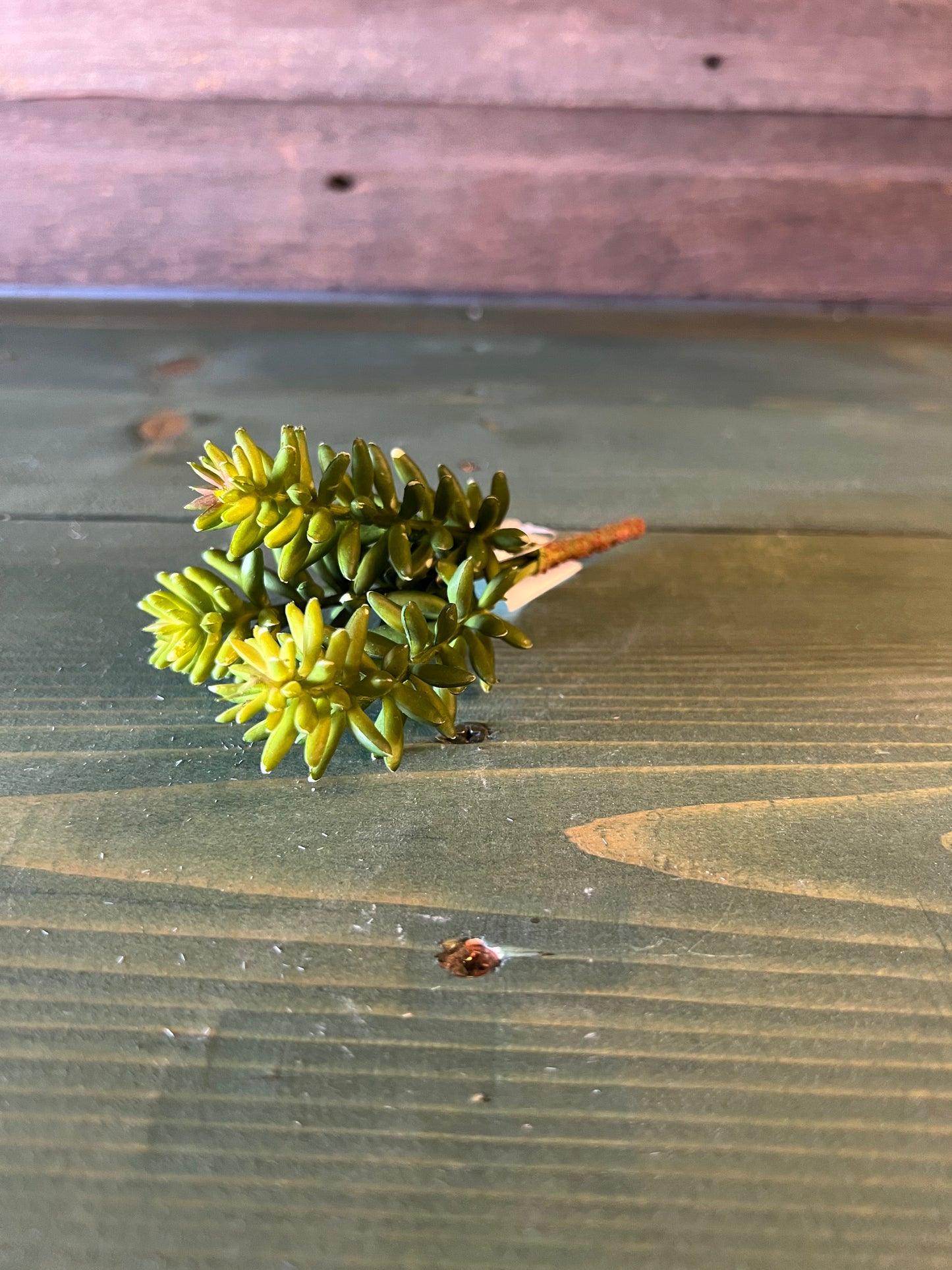 Succulent Burrio Tail