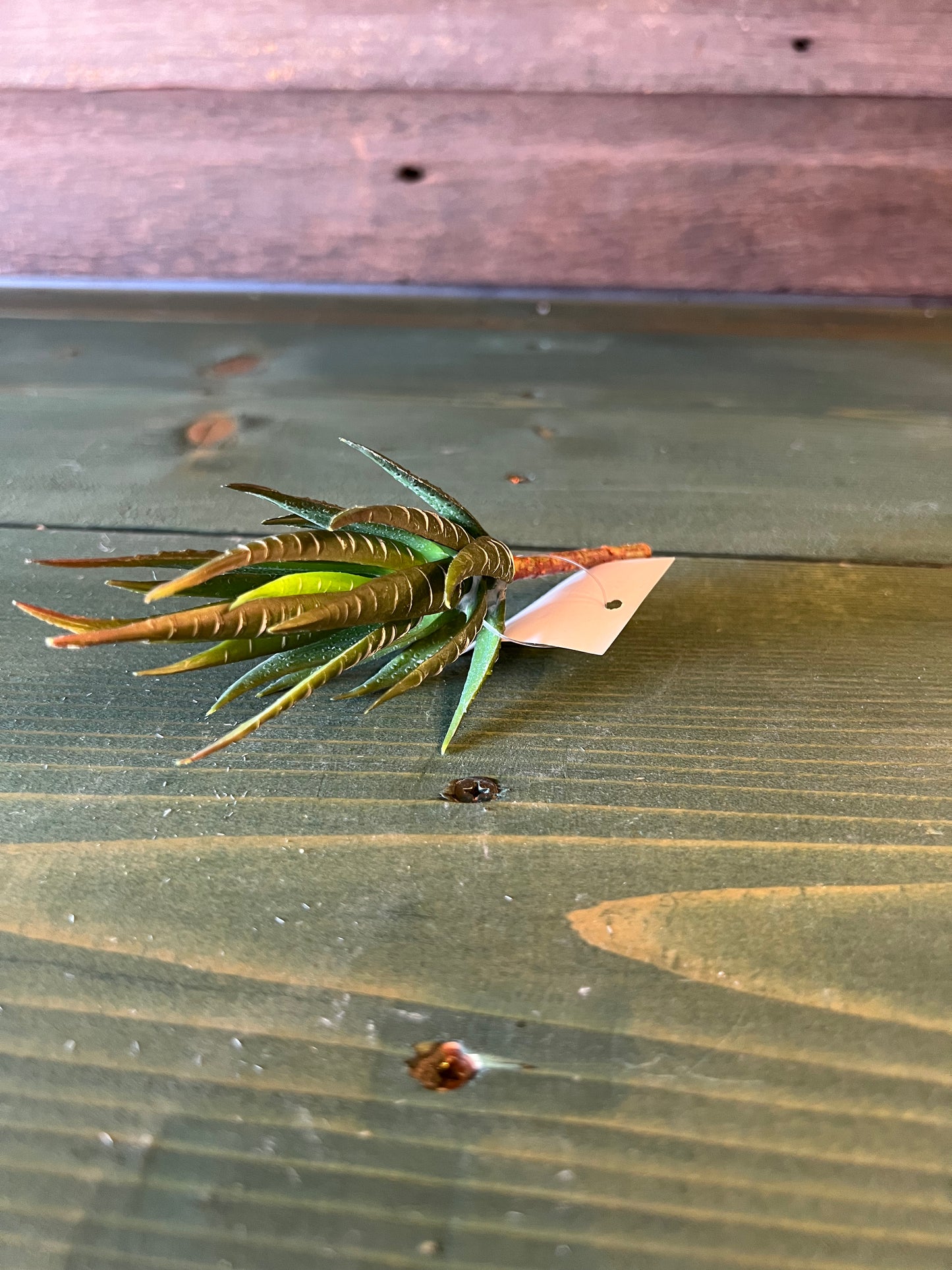 Succulent Snake Plant