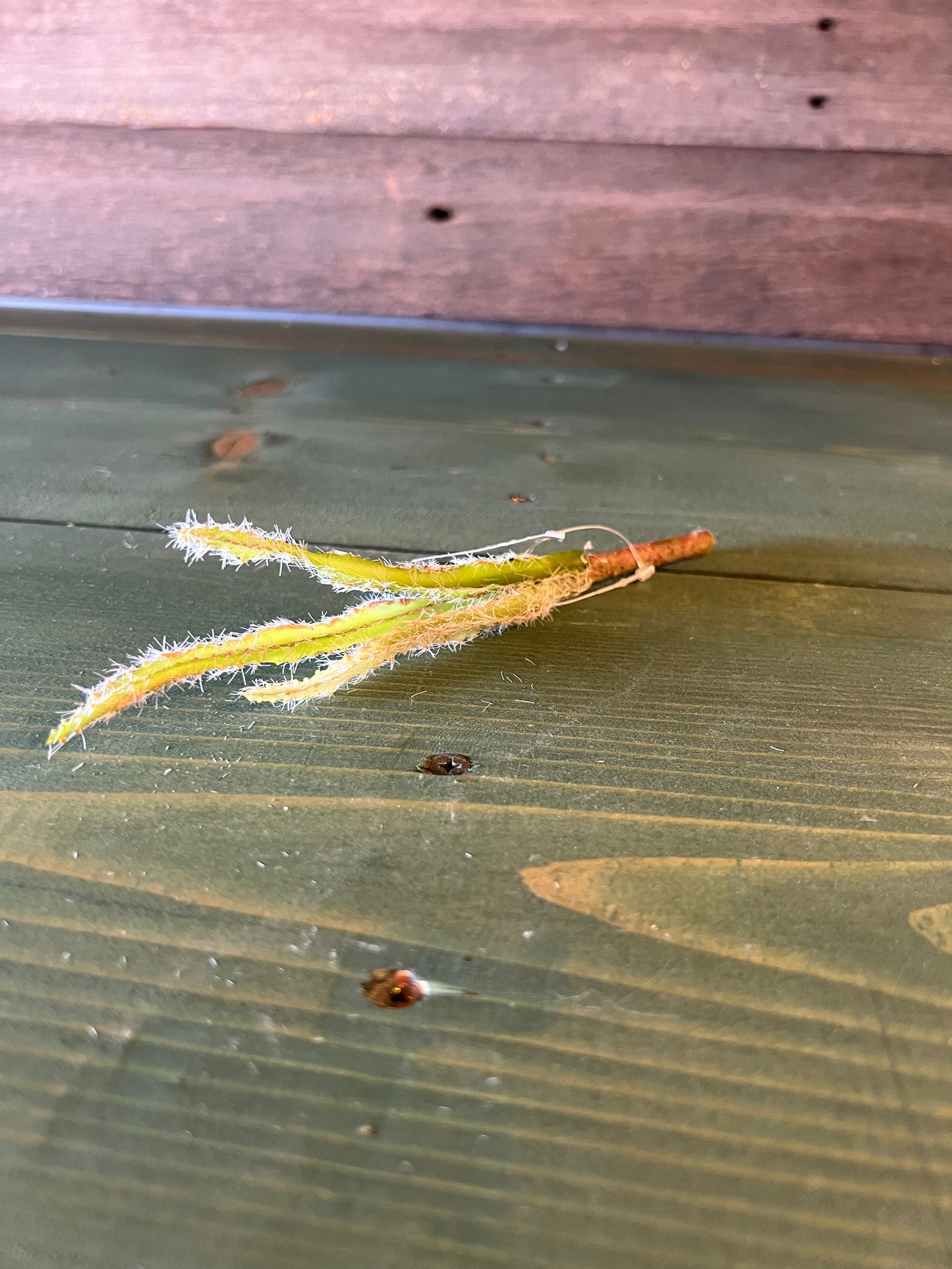 Succulent Torch Plant