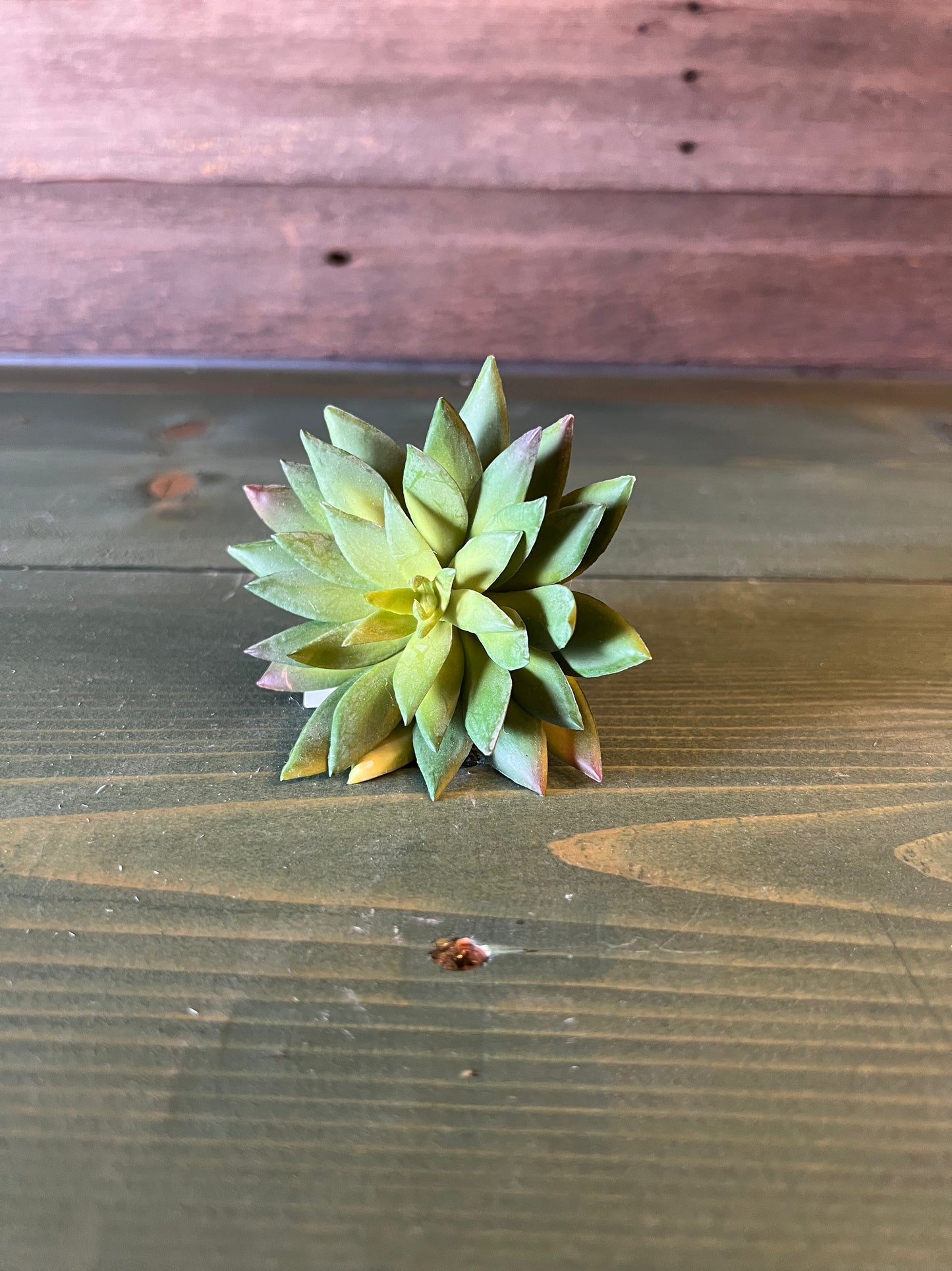 Succulent Hen Chick