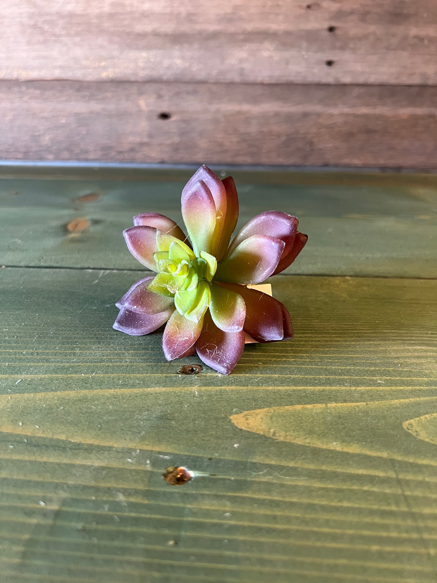 Succulent Black Prince