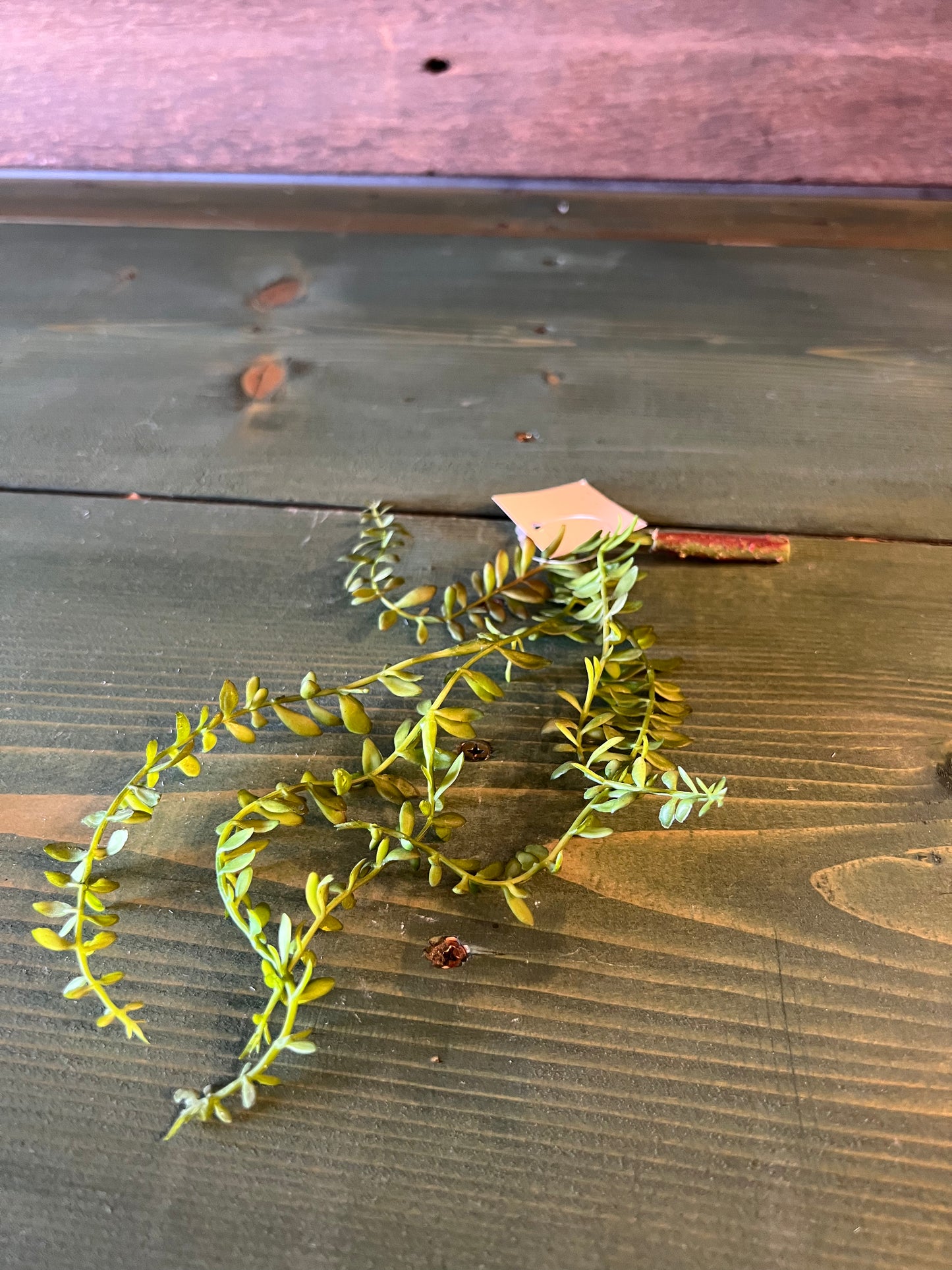 Succulent Angel Fern