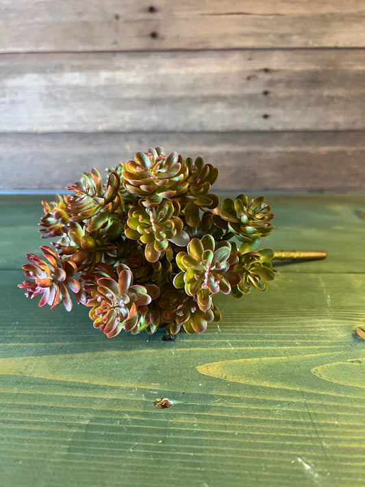 Burgundy Succulent Bush