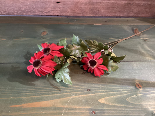 Red Black Eyed Susan