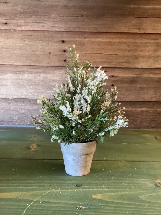 Potted Icy Cedar