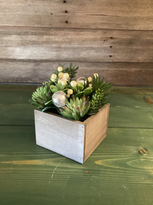 Frosted Succulent in Box