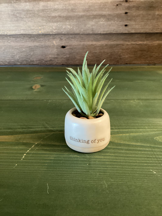 Mini Succulent Thinking of You Just Because