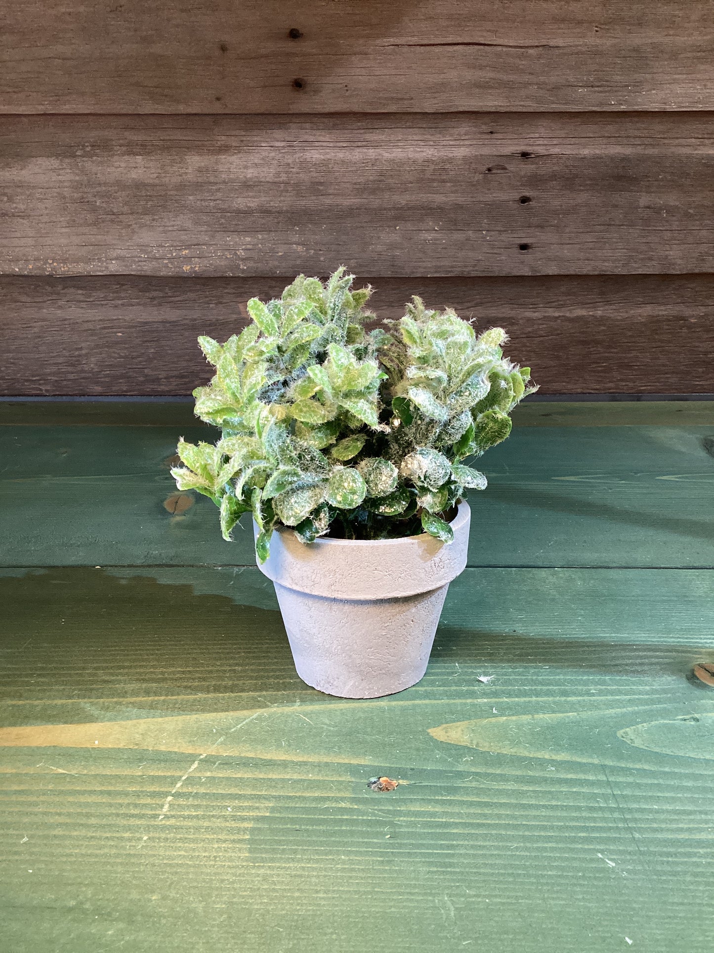 Icy Greenery Pot #1