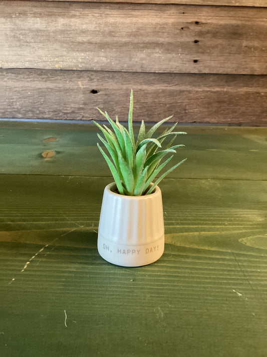 Mini Succulent Just Because Oh Happy Day