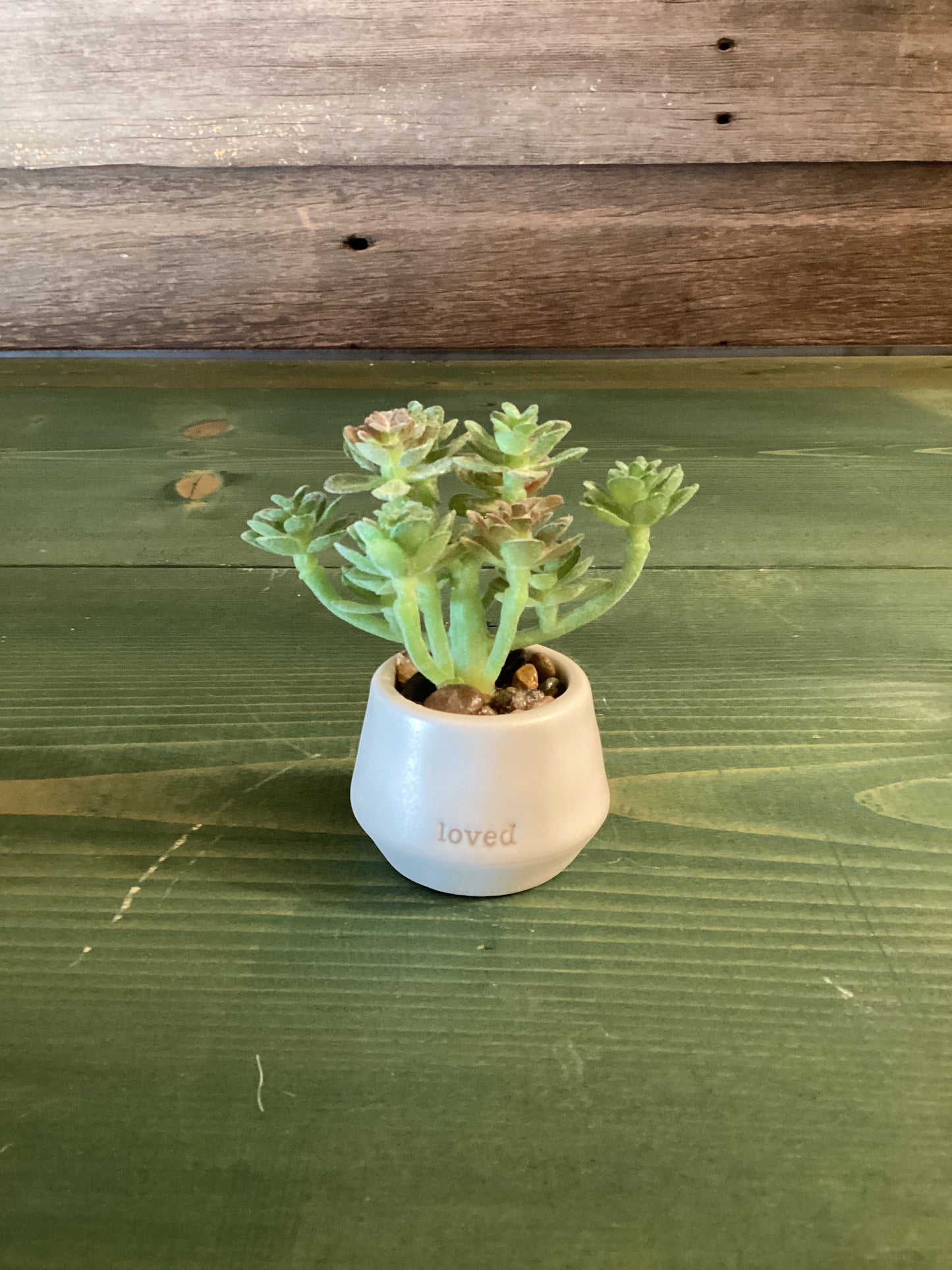 Mini Succulent Loved Just Because