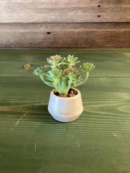 Mini Succulent Loved Just Because