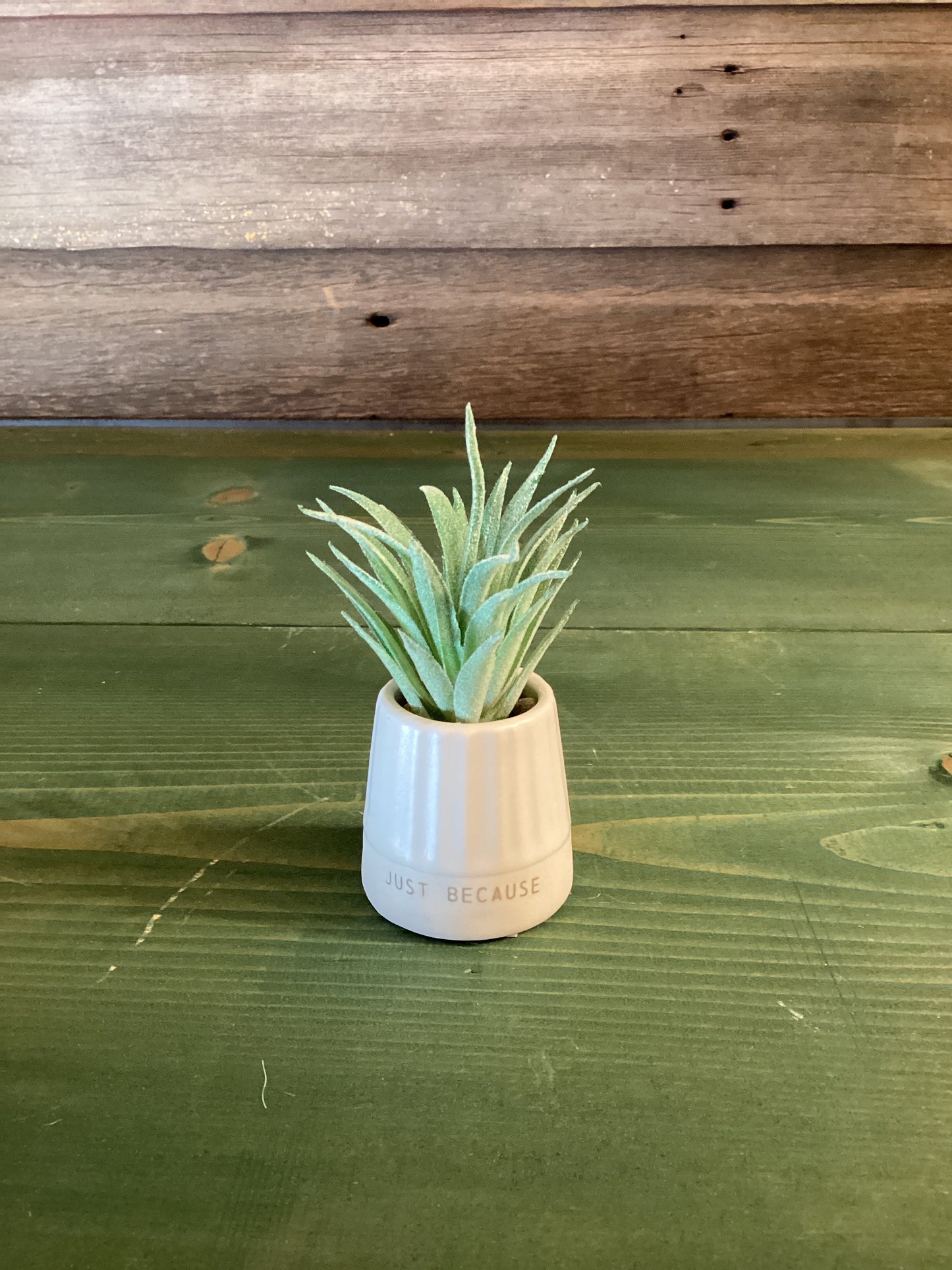 Mini Succulent Just Because Oh Happy Day