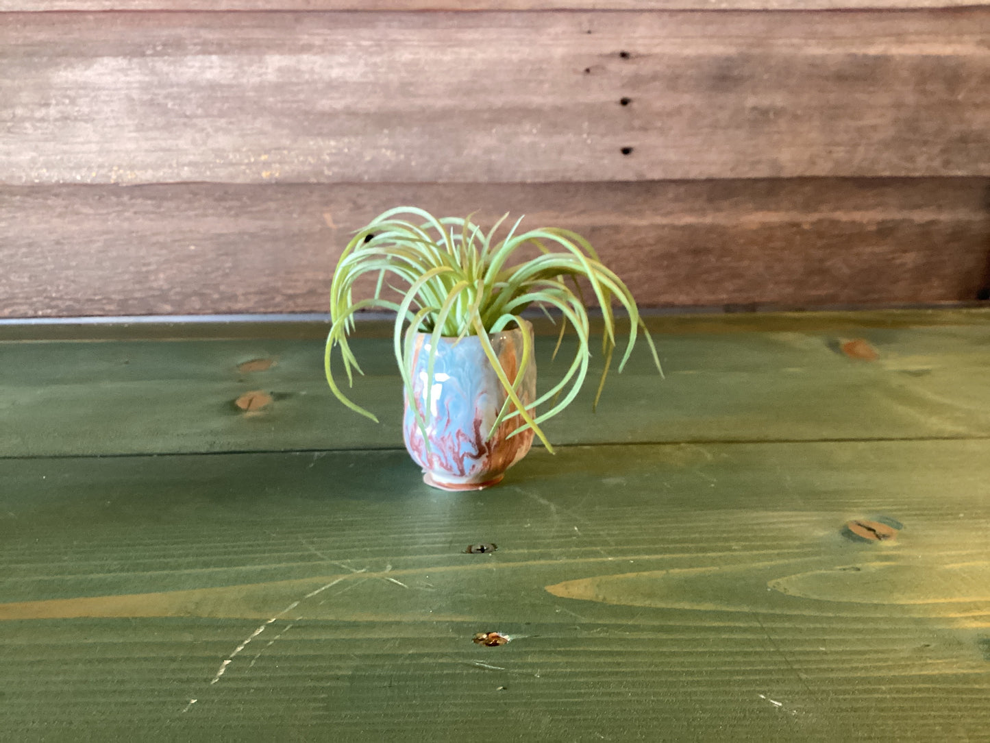 Air Plant Holder