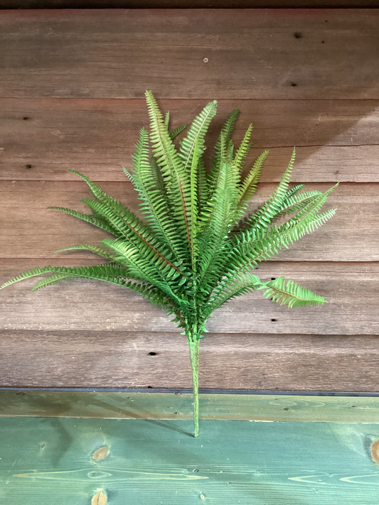 Sullivans Fern Bush