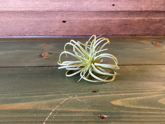 Air Plant Artificial (small)