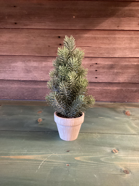 Snowy Pine w/Pot