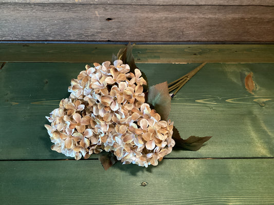 Hydrangea Bush Cream