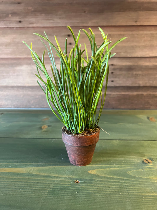Potted Foliage