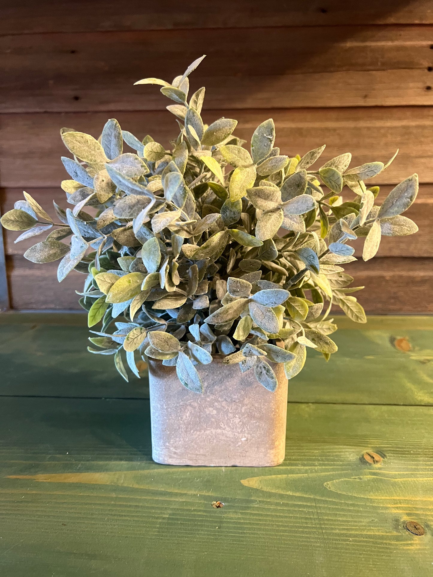 Sage Bush in Square Pot