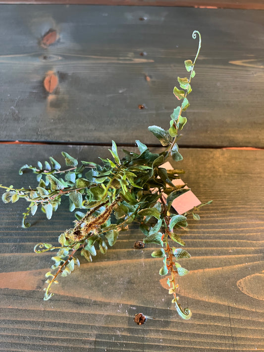 Mini Fern Pick