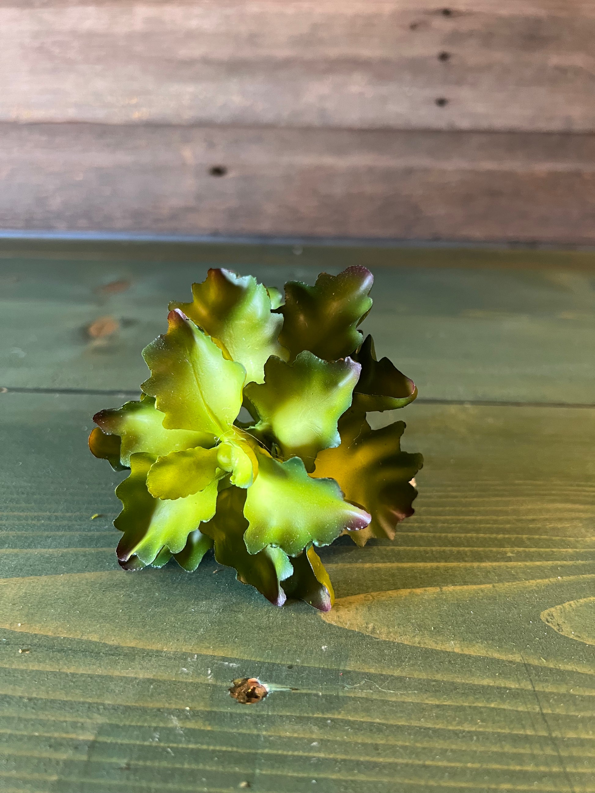 cabbage like succulent Succulent Cabbage – The Secret Garden